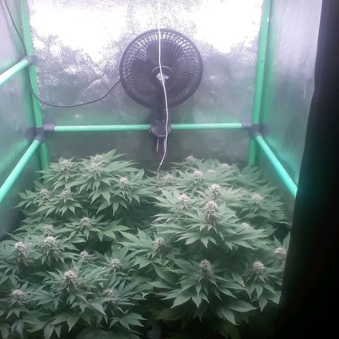 Satan's Bride growlog photo: 6 semana