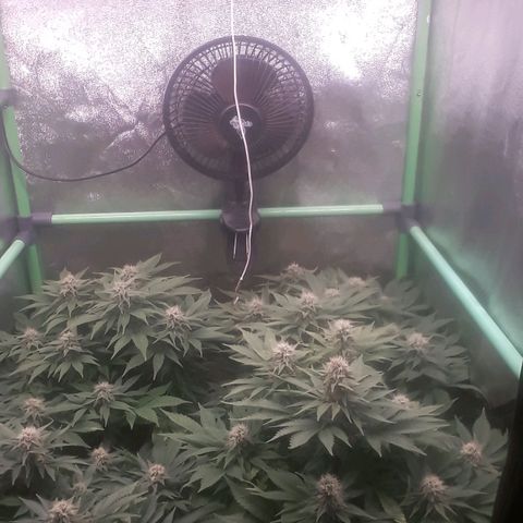 Satan's Bride growlog photo: 6 semana