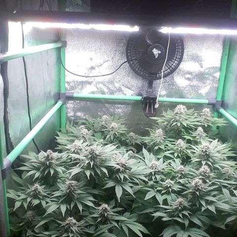 Satan's Bride growlog photo: 7 semana flora 