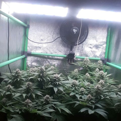 Satan's Bride growlog photo: 7 semana flora 