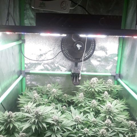 Satan's Bride growlog photo: 7 semana flora 