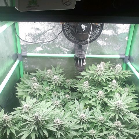 Satan's Bride growlog photo: 7 semana flora 