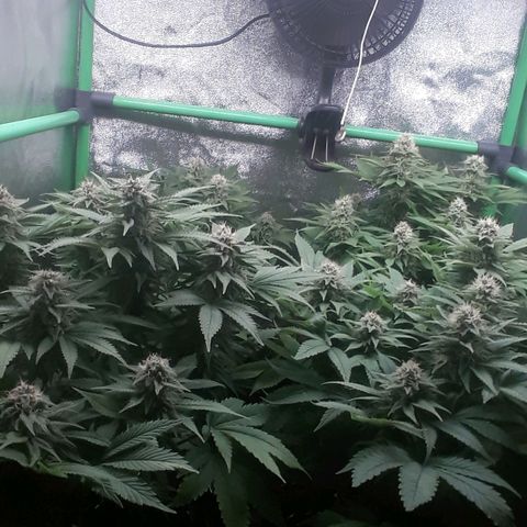 Satan's Bride growlog photo: 7 semana flora 
