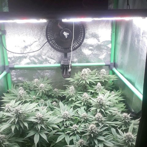 Satan's Bride growlog photo: 7 semana flora 