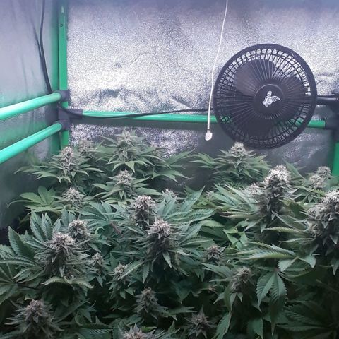 Satan's Bride growlog photo: Semana 8