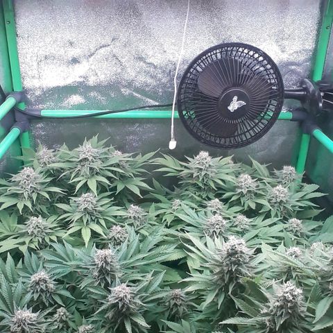 Satan's Bride growlog photo: Semana 8