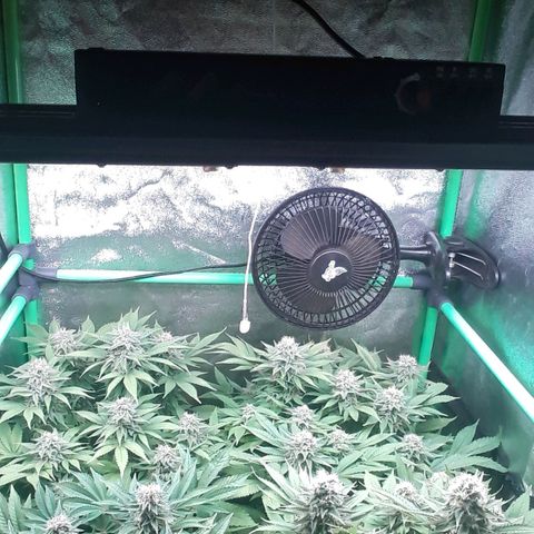 Satan's Bride growlog photo: Semana 8