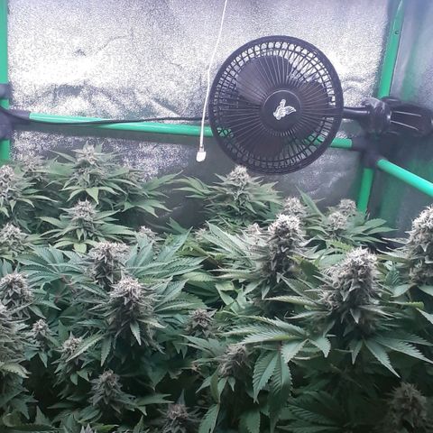 Satan's Bride growlog photo: Semana 8