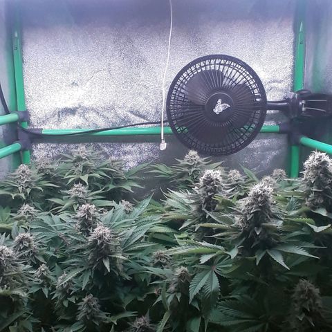 Satan's Bride growlog photo: Semana 8