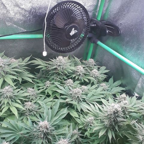Satan's Bride growlog photo: Semana 8