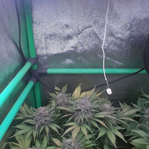 Satan's Bride growlog photo: 3 a 4 dias para corte