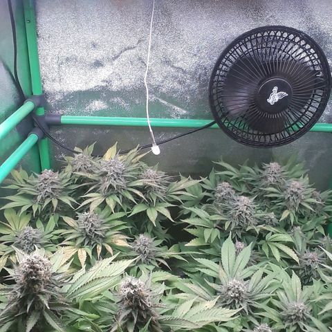 Satan's Bride growlog photo: 3 a 4 dias para corte