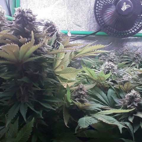 Satan's Bride growlog photo: 3 a 4 dias para corte