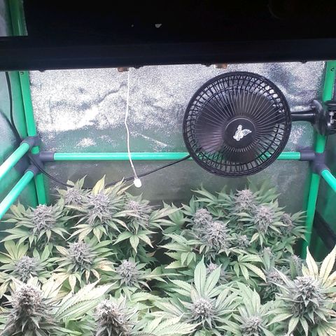Satan's Bride growlog photo: 3 a 4 dias para corte