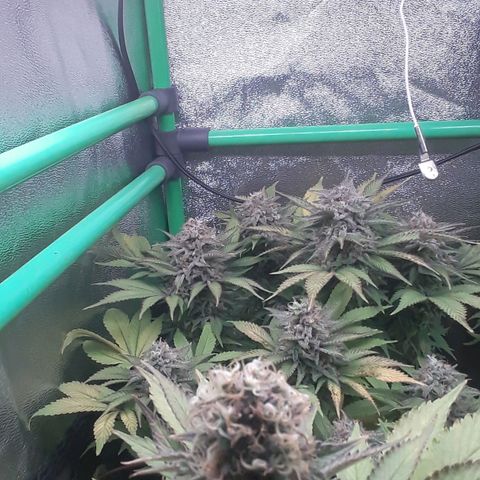 Satan's Bride growlog photo: 3 a 4 dias para corte