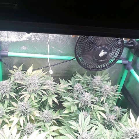 Satan's Bride growlog photo: 3 a 4 dias para corte