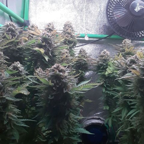 Satan's Bride growlog photo: Lo Lo que haría!!!!