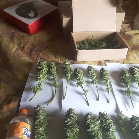 Satan's Bride growlog photo: Lo Lo que haría!!!!