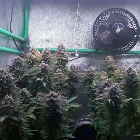 Satan's Bride growlog photo: Lo Lo que haría!!!!