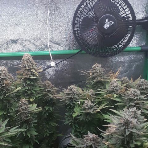 Satan's Bride growlog photo: Lo Lo que haría!!!!
