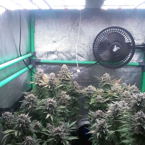 Satan's Bride growlog photo: Lo Lo que haría!!!!