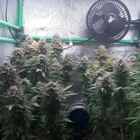 Satan's Bride growlog photo: Lo Lo que haría!!!!