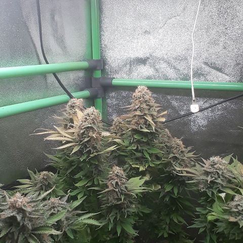Satan's Bride growlog photo: Lo Lo que haría!!!!