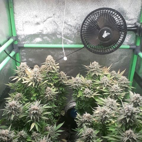 Satan's Bride growlog photo: Lo Lo que haría!!!!