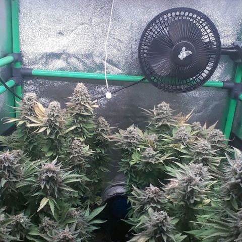 Satan's Bride growlog photo: Lo Lo que haría!!!!