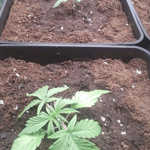 Nefertiti growlog photo: Transplante a 11 litros.