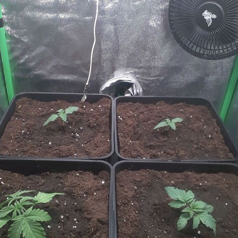 Nefertiti growlog photo: Transplante a 11 litros.