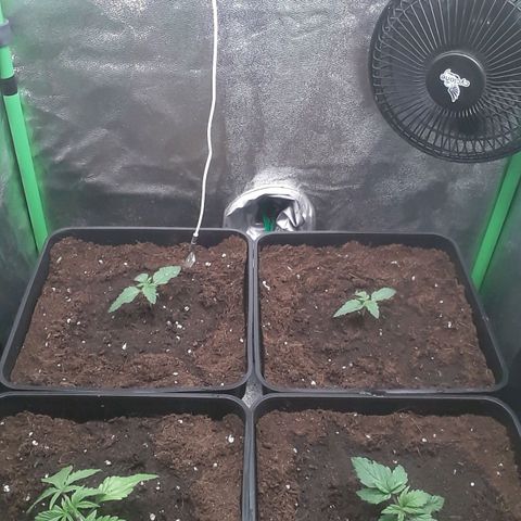 Nefertiti growlog photo: Transplante a 11 litros.