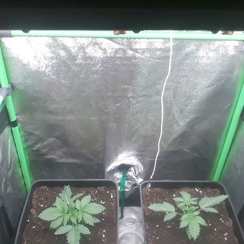 Nefertiti growlog timeline photo