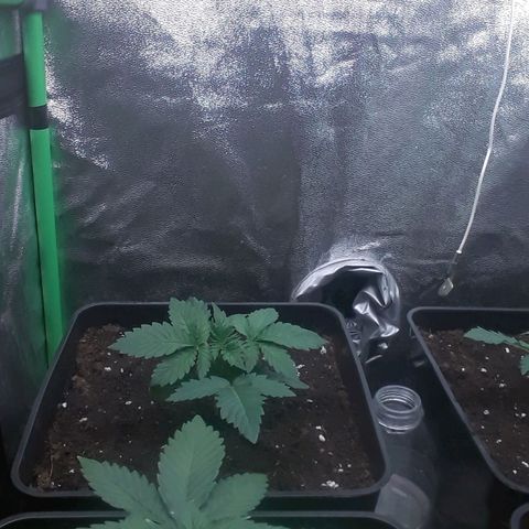 Nefertiti growlog timeline photo
