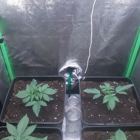 Nefertiti growlog timeline photo