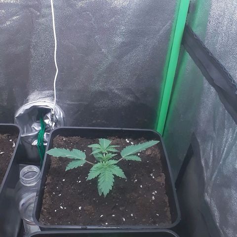 Nefertiti growlog timeline photo