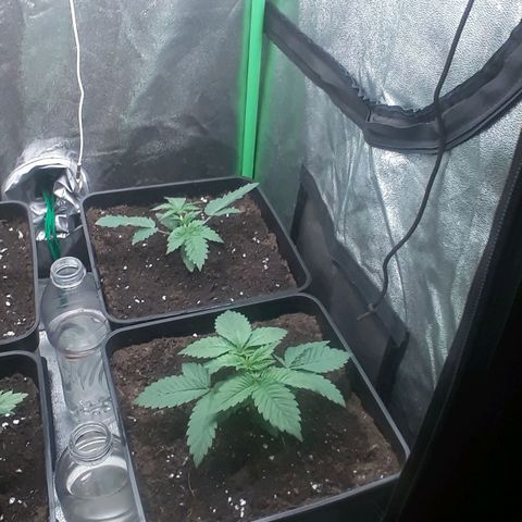 Nefertiti growlog timeline photo