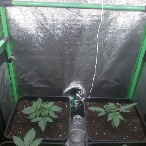 Nefertiti growlog timeline photo