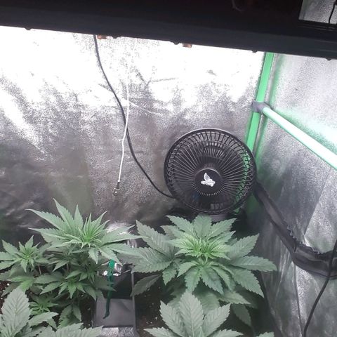 Nefertiti growlog timeline photo