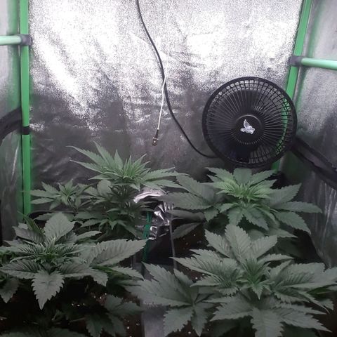 Nefertiti growlog timeline photo