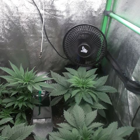 Nefertiti growlog timeline photo