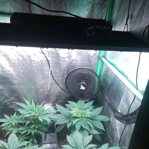 Nefertiti growlog timeline photo