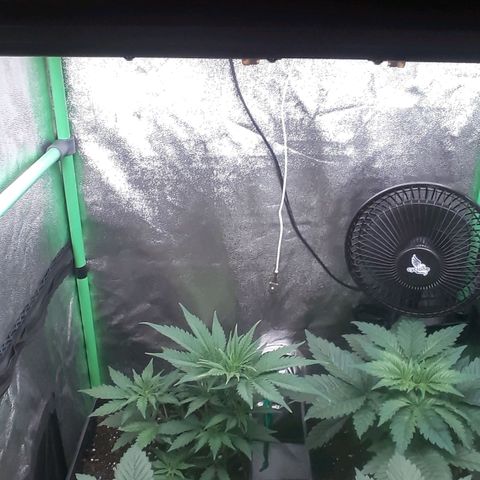 Nefertiti growlog timeline photo