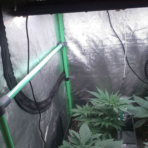 Nefertiti growlog timeline photo