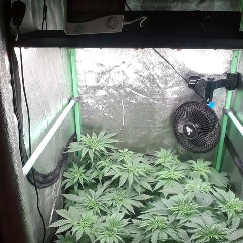 Nefertiti growlog photo: 2 semanas para flora