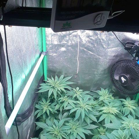 Nefertiti growlog photo: 2 semanas para flora