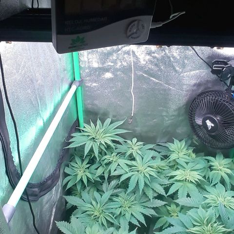 Nefertiti growlog photo: 2 semanas para flora