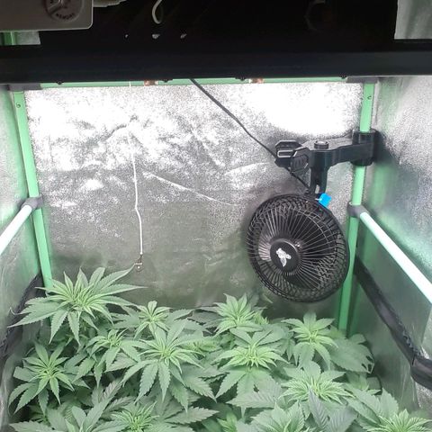 Nefertiti growlog photo: 2 semanas para flora