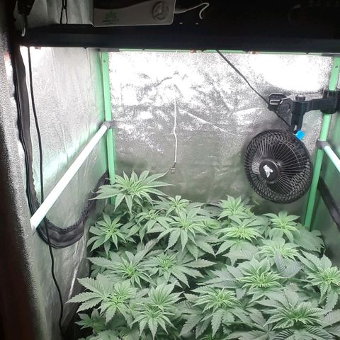Nefertiti growlog photo: 2 semanas para flora