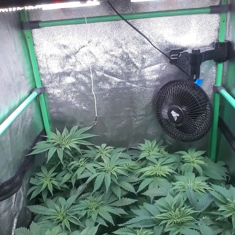 Nefertiti growlog photo: 2 semanas para flora